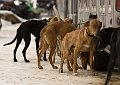 2009-03-14, Competition de traineaux a chiens au Bec-scie (120855)